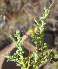 Melolobium candicans