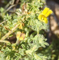 Melolobium candicans