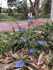 Commelina erecta