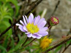 Afroaster serrulatus