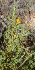 Melolobium candicans