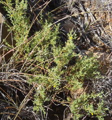 Melolobium candicans