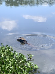 Graptemys pseudogeographica