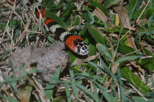 Southern Coralsnake