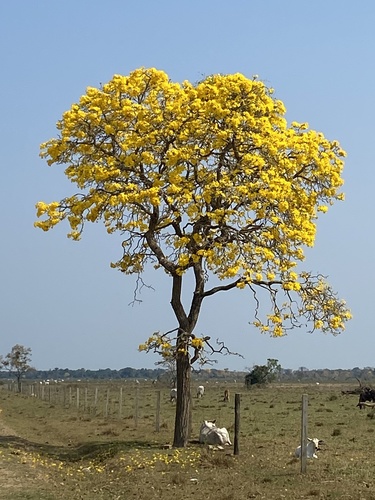 Handroanthus argenteus (Bureau & K.Schum.) Mattos 2