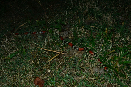 Southern Coralsnake