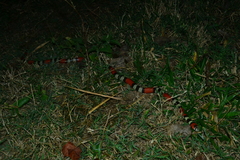 Micrurus frontalis