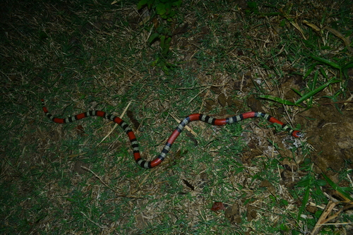 Southern Coralsnake