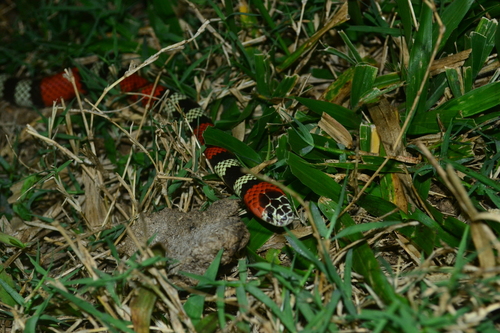 Southern Coralsnake
