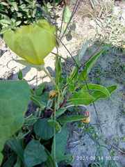 Oenothera longissima