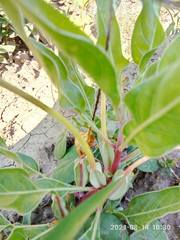Oenothera longissima
