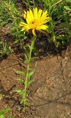 Berkheya insignis