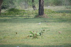 Streptopelia chinensis