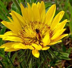 Berkheya zeyheri zeyheri