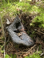 Craterellus cornucopioides