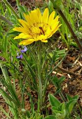 Berkheya zeyheri zeyheri