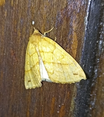 Xanthia rectilineata