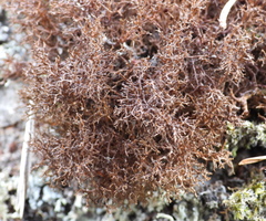 Cetraria muricata