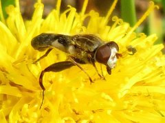 Anasimyia bilinearis
