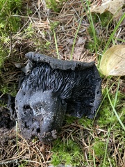 Craterellus cornucopioides