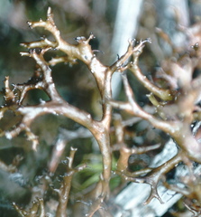 Cetraria muricata