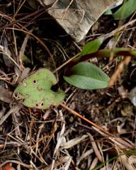 Satyrium lupulinum