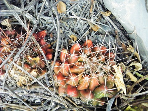 Thelocactus conothelos