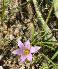 Romulea minutiflora