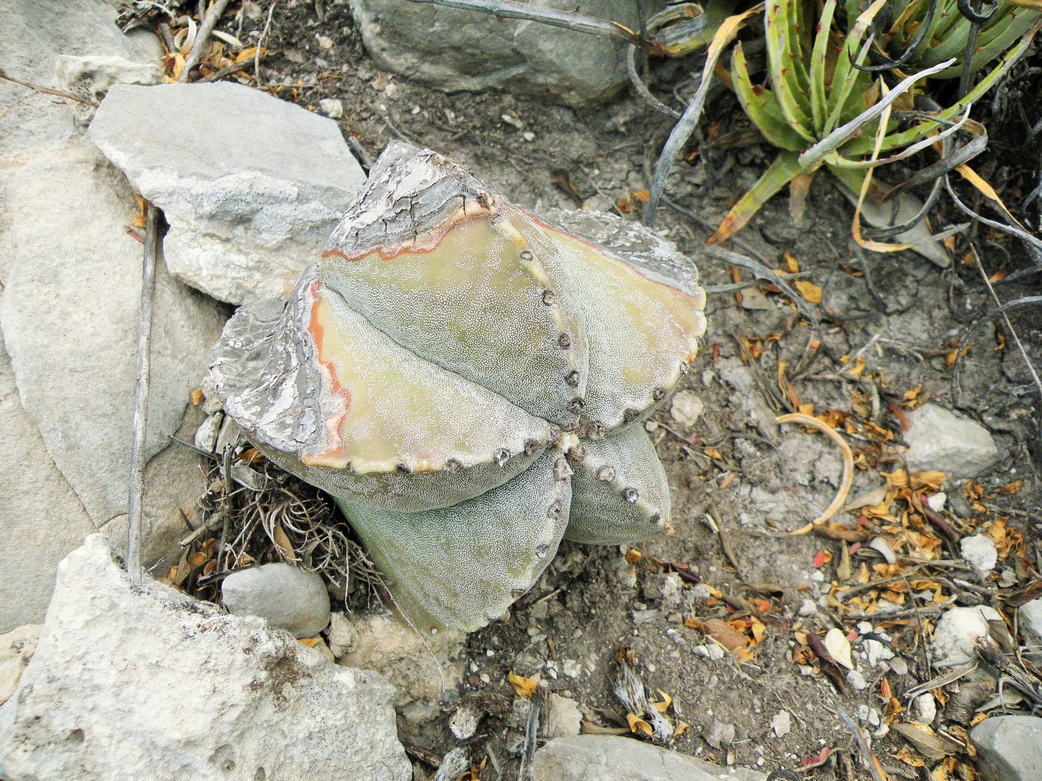Bishop's Cap Cactus (Astrophytum myriostigma)