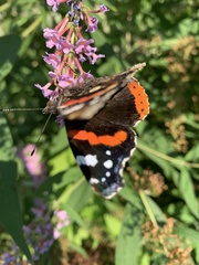 Vanessa atalanta
