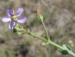 Chaenostoma halimifolium