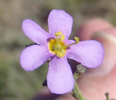Chaenostoma halimifolium