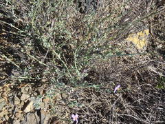 Chaenostoma halimifolium