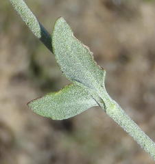 Chaenostoma halimifolium