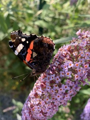 Vanessa atalanta