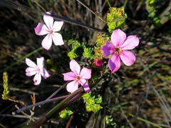Acmadenia tetragona