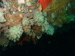 Eunephthya thyrsoidea