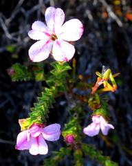 Acmadenia tetragona