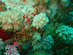 Eunephthya thyrsoidea