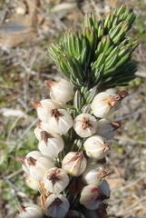 Erica grisbrookii