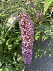 Buddleja davidii