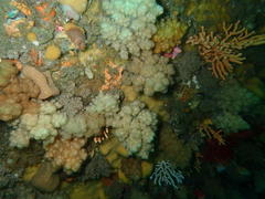 Eunephthya thyrsoidea