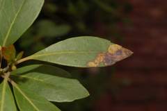 Phytomyza glabricola