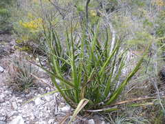 Agave filifera