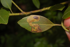 Phytomyza glabricola