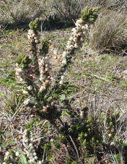 Erica grisbrookii