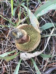 Caloboletus rubripes