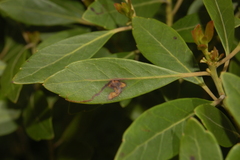 Phytomyza glabricola
