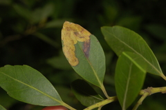 Phytomyza glabricola