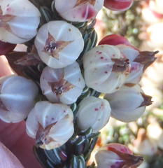 Erica grisbrookii